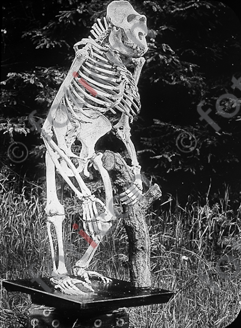 Gorillaskelett | Gorilla skeleton  (foticon-simon-167-028-sw.jpg)